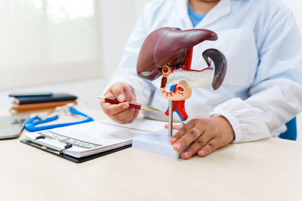 A liver doctor examines a model of the liver, on diseases such as hepatitis, cirrhosis, and cancer
